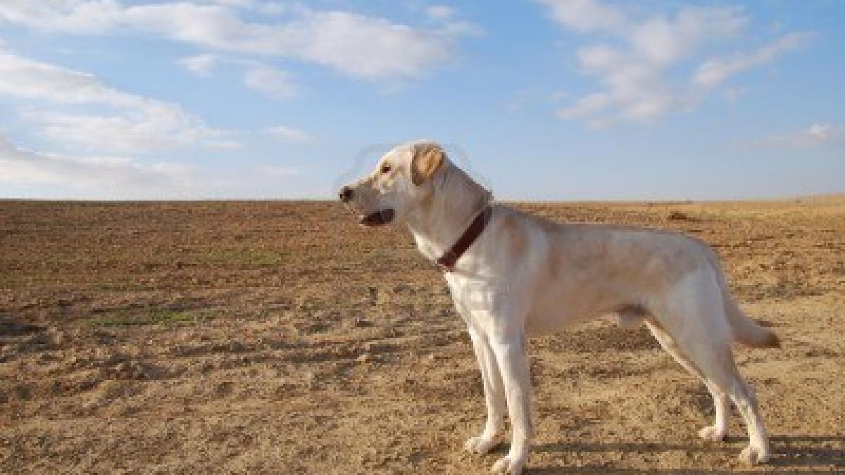 caine_in_desert_69203300