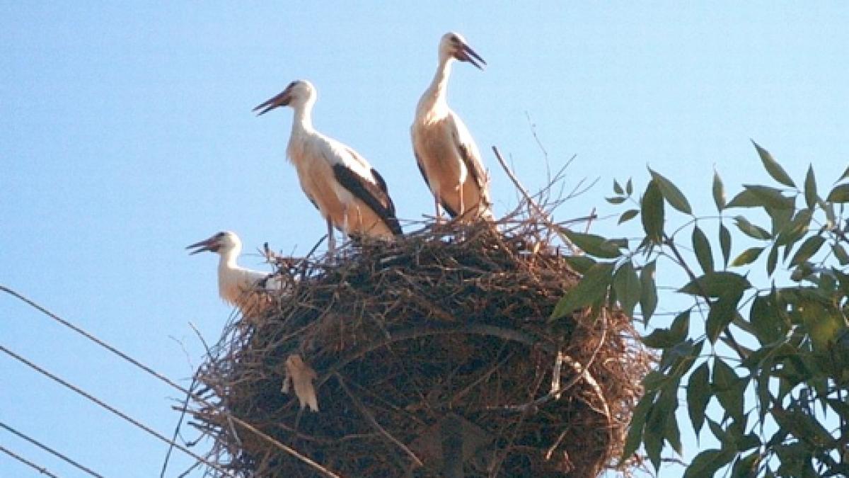 screen_shot_2015_03_11_at_3_53_10_pm_84602700