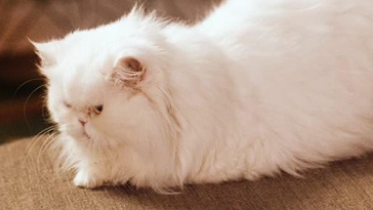 pisica dintr o reclama subiect de scandal 20 de reclama ii la cna