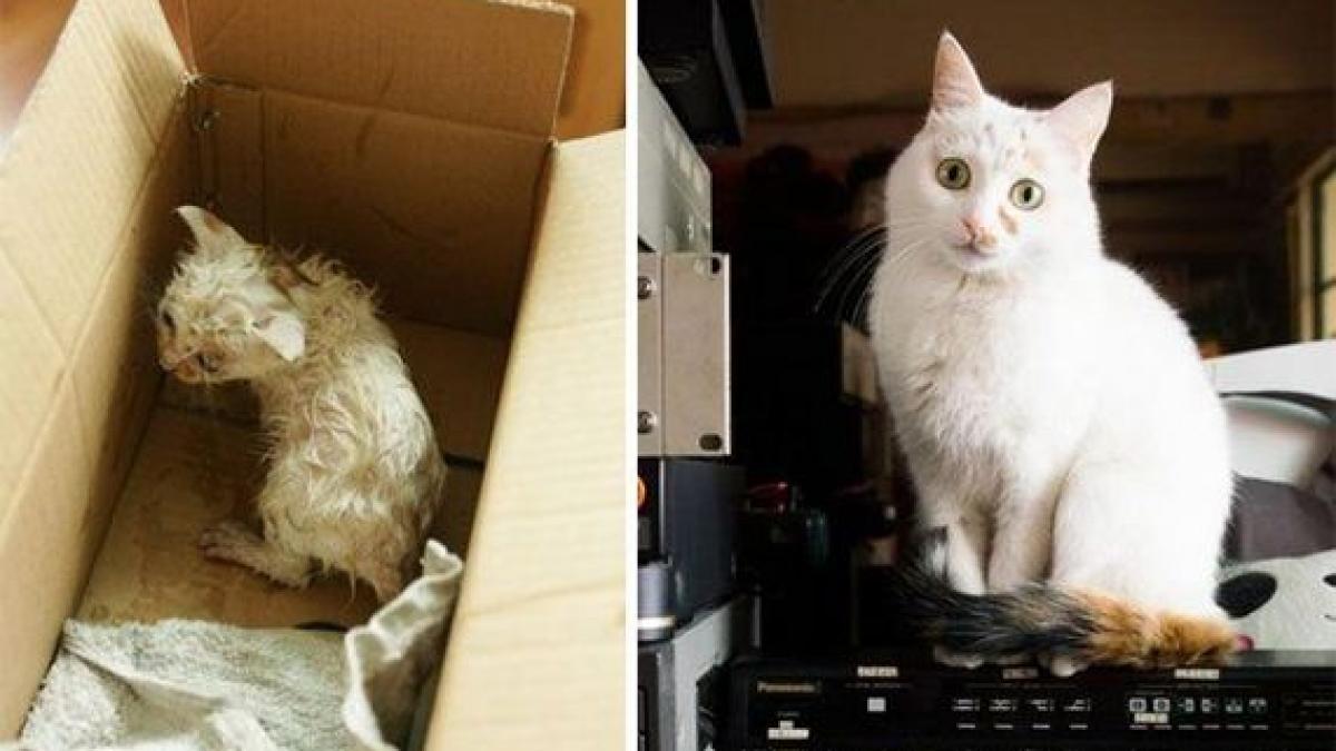 01_rescued_cats_98490600