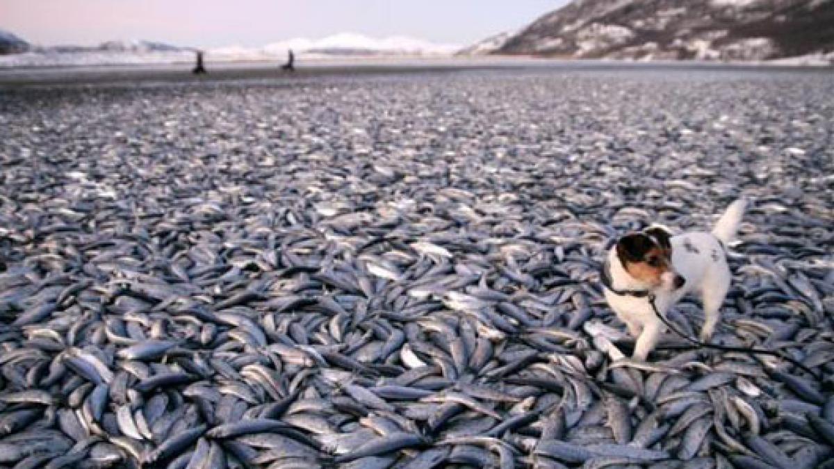 heringi_norvegia_33466300