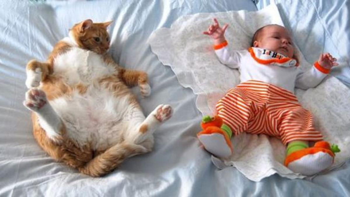 02_cat_child_friendship_48226400