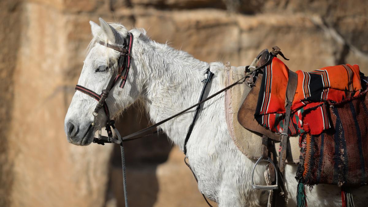 vier_pfoten_2015_01_29_007_1_28009100