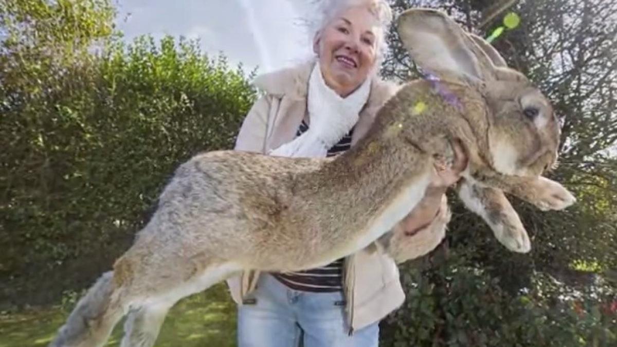 darius cel mai mare iepure din lume in pericol de a pierde titlul