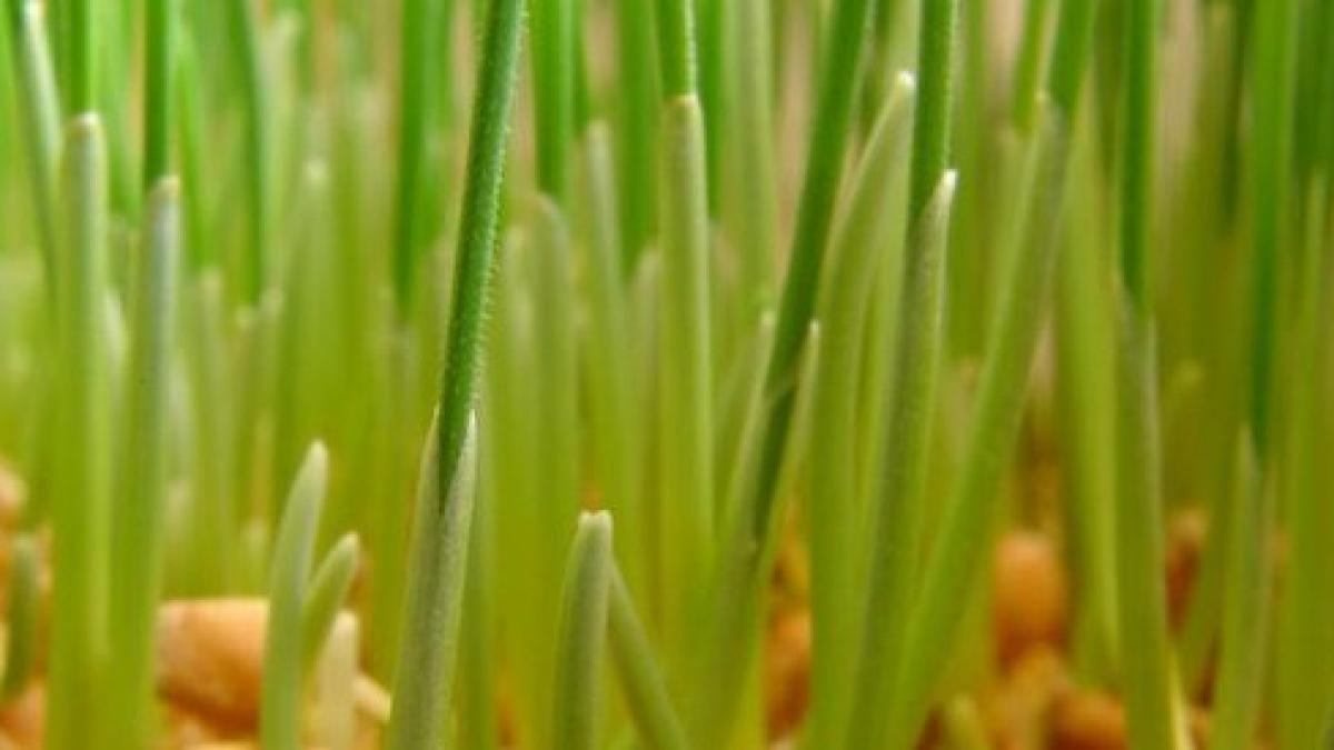 grau_incoltit_55526500