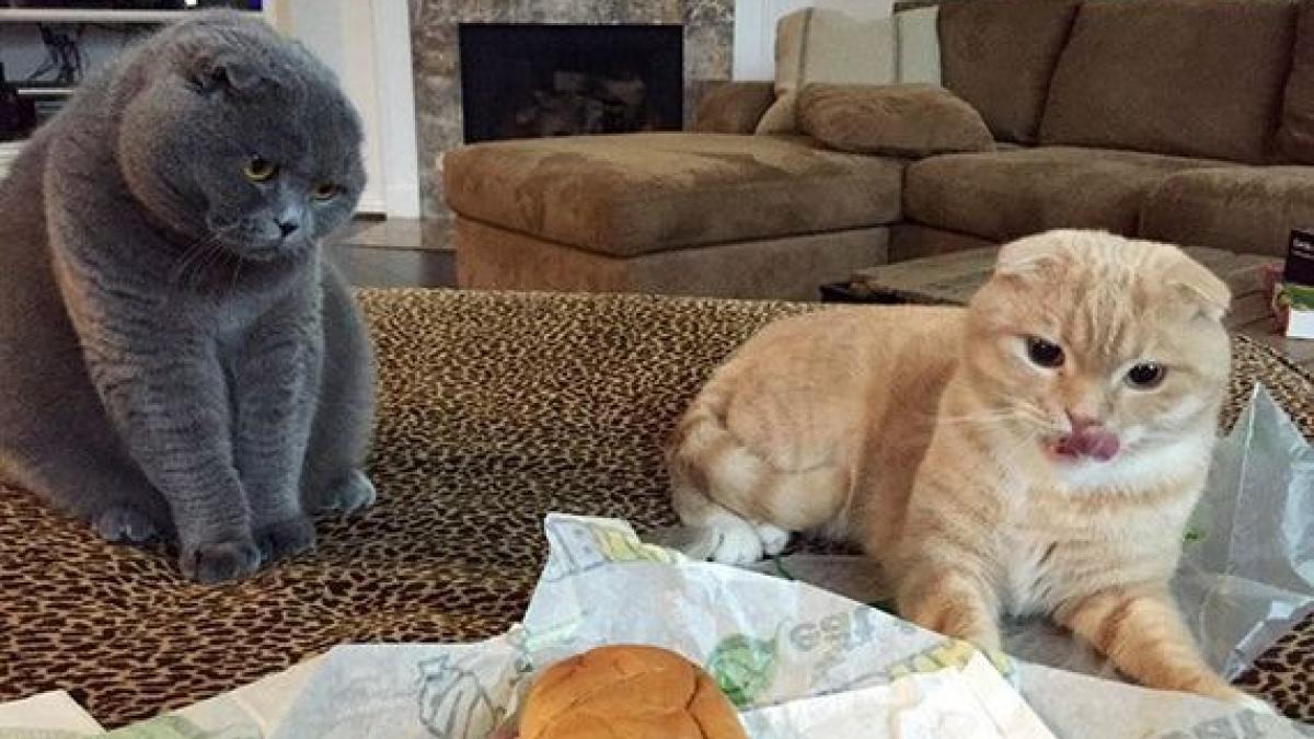 01_pets_looking_food_27574700