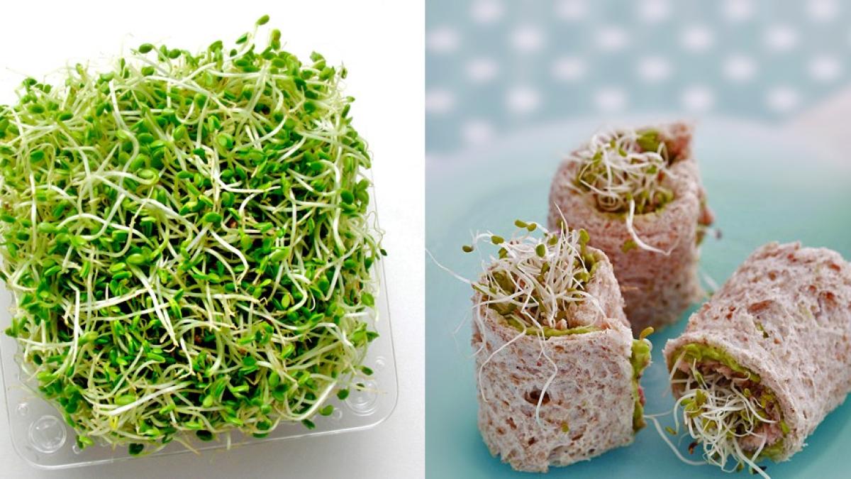 lucerna_germeni1_05441200