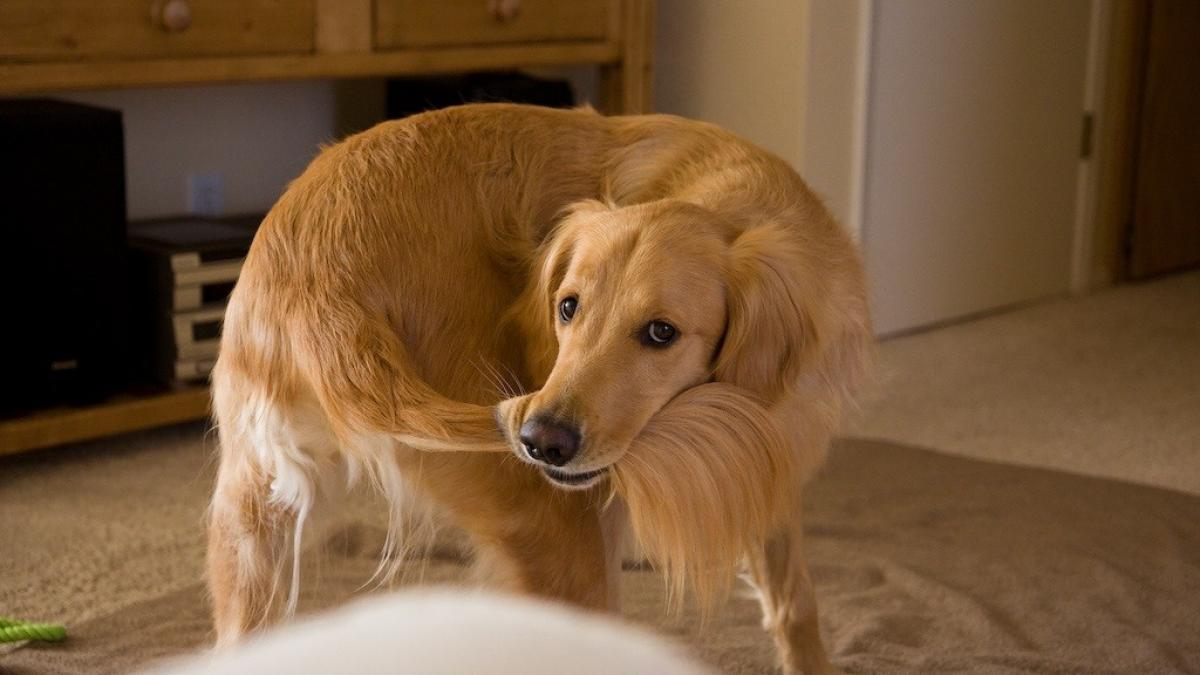 studiu de ce isi alearga cainii coada video