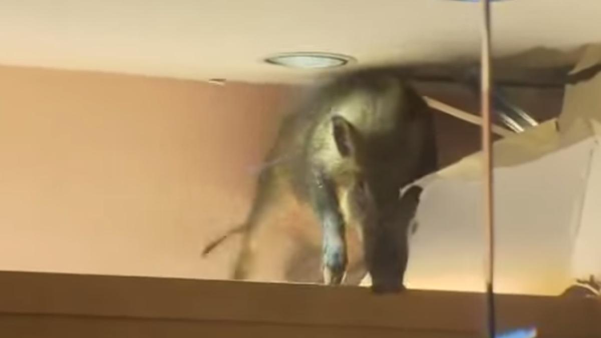 un porc mistre a cazut din tavan la mall video