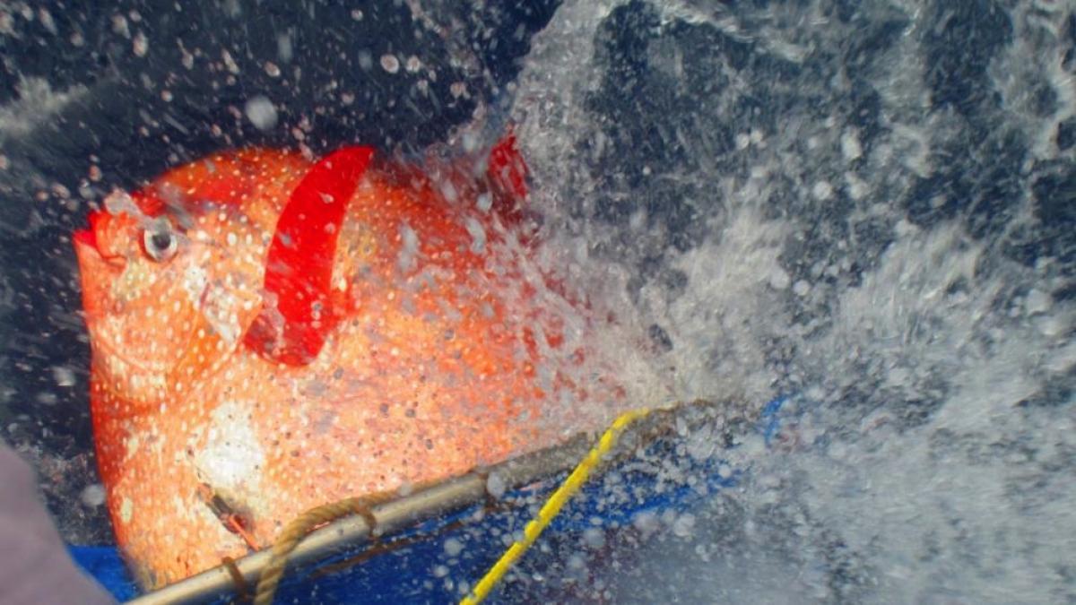 pestele_luna_63618800