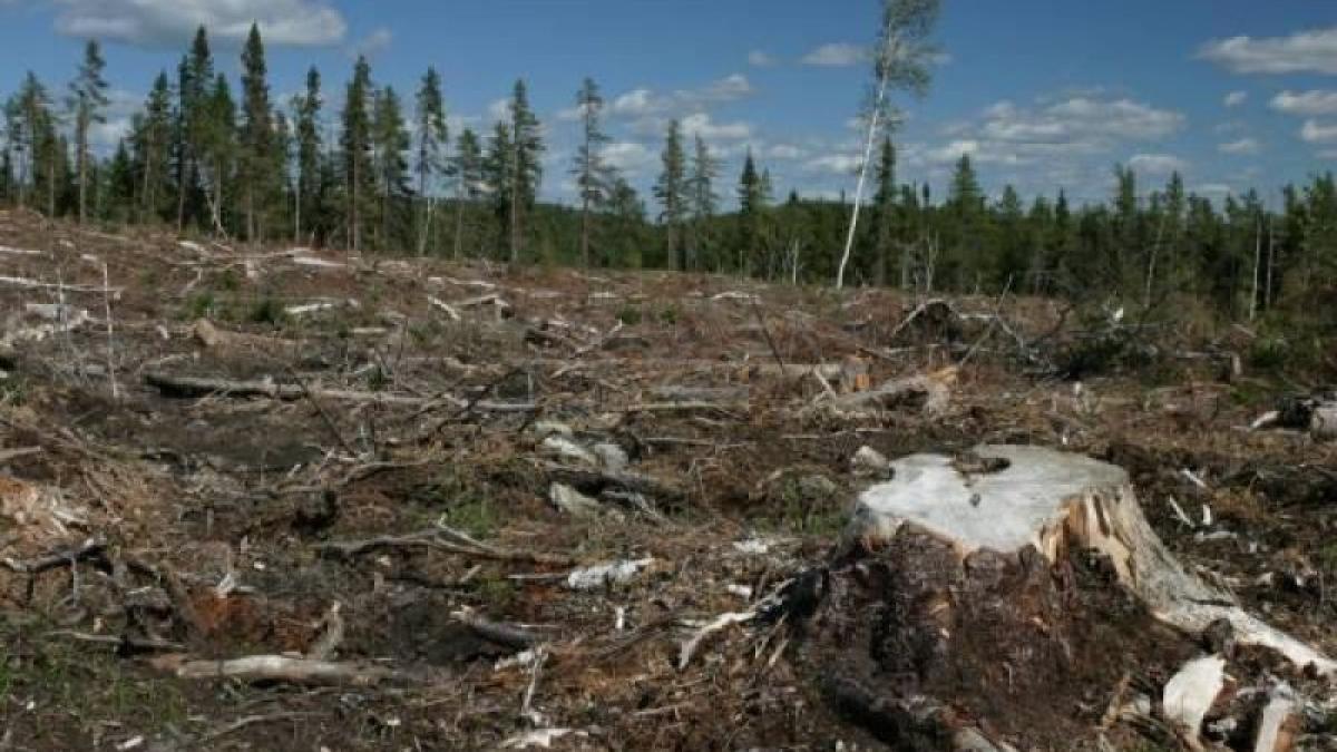 taieri_ilegale_de_paduri_61041700