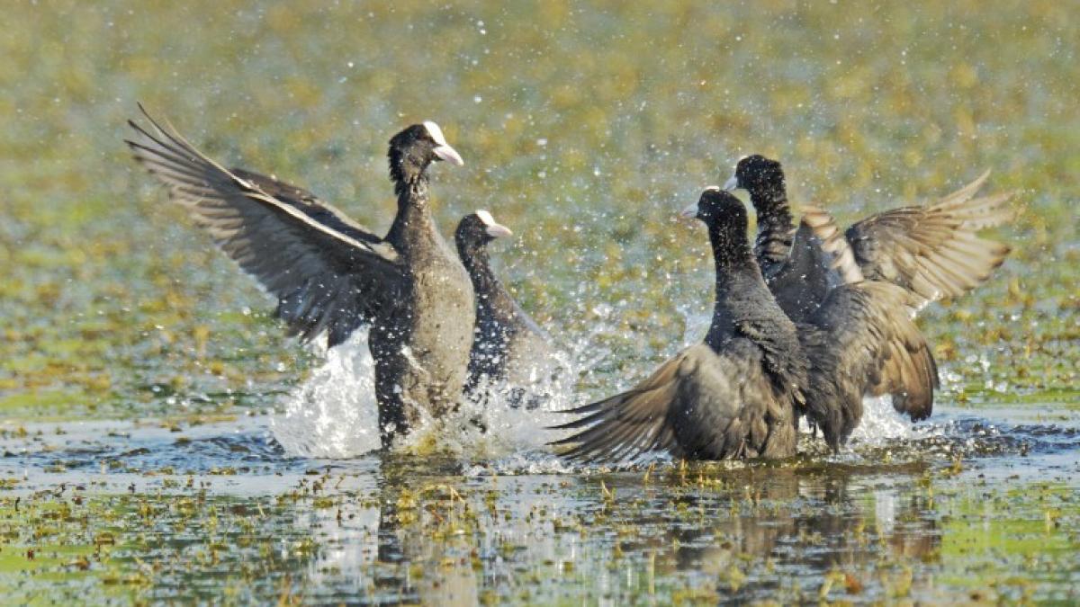 parcul_vacaresti1_09894500