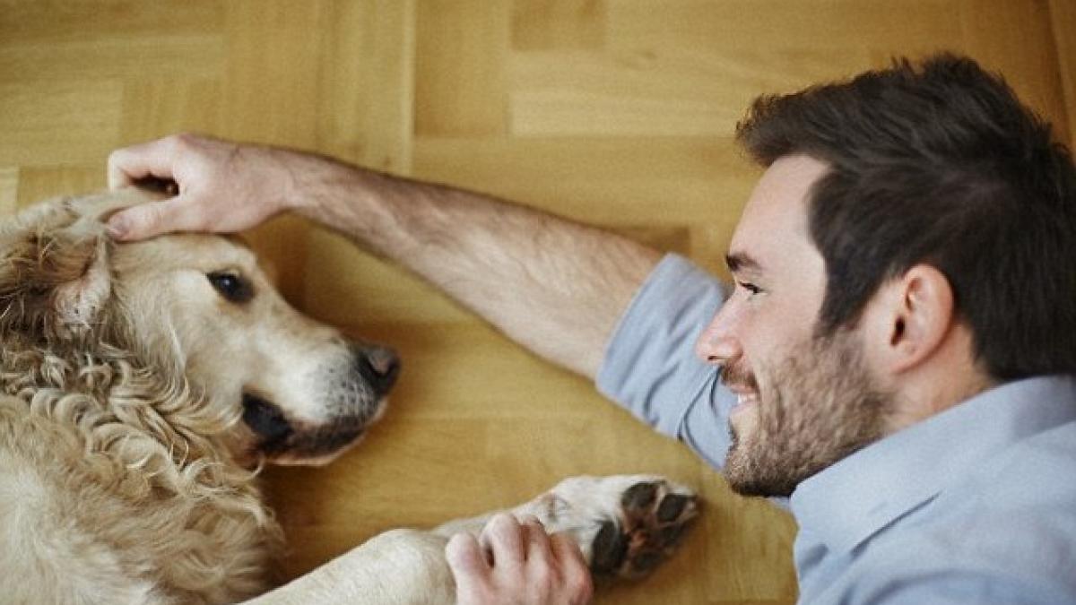 28f1ea8700000578_0_it_was_previously_thought_that_humans_first_tamed_the_ancestors__a_66_1432220717107_64358400