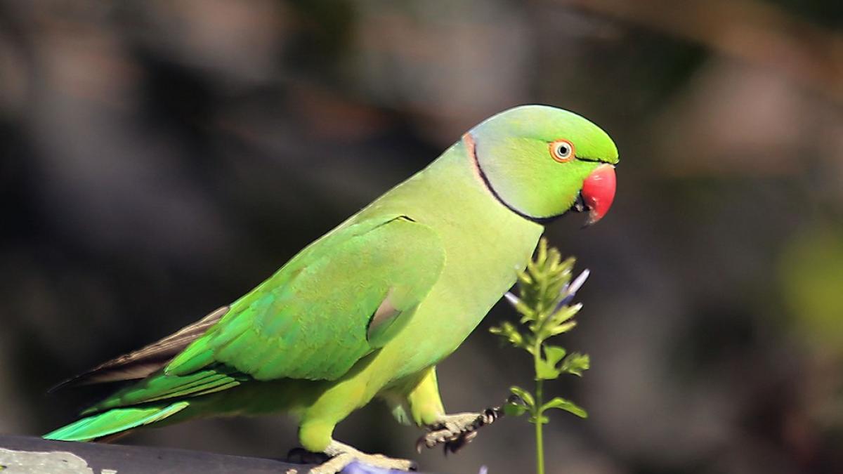 11620864503_4d813ed0c6_b_43594600