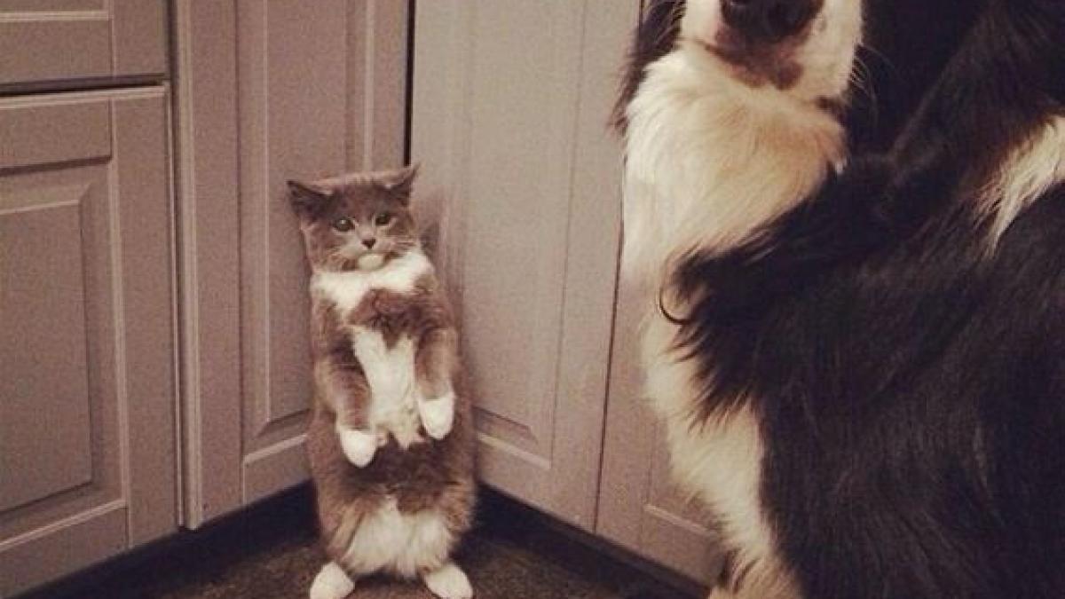 11_animals_swear_32433400