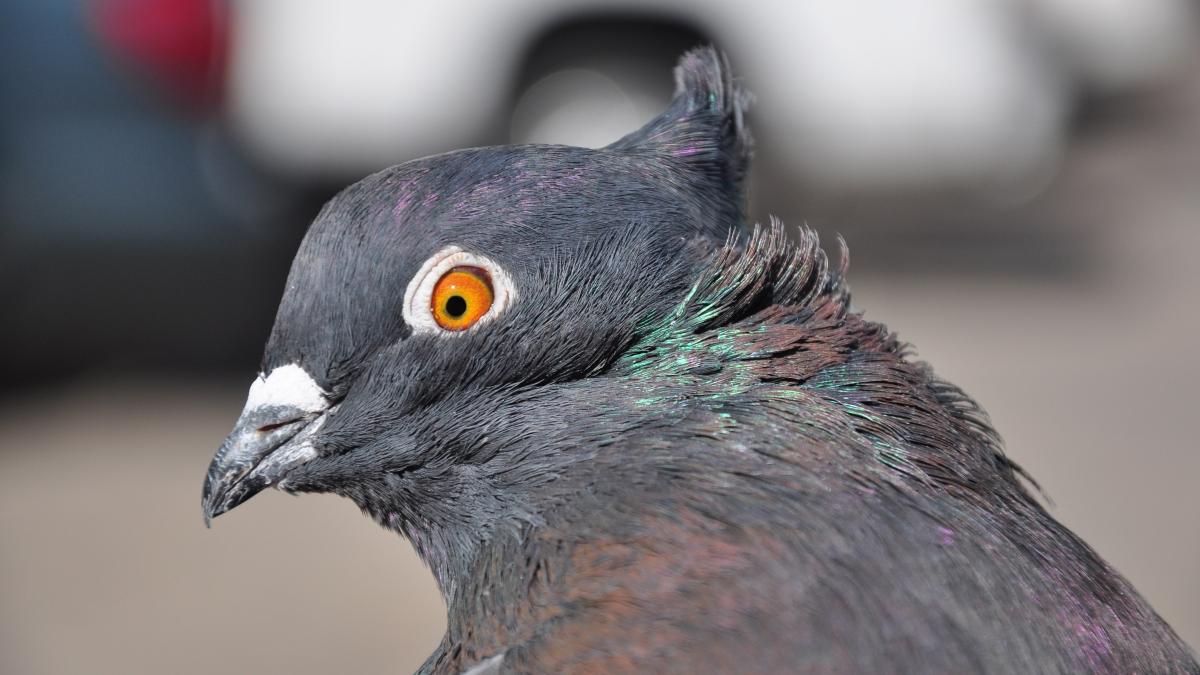 1_mutantgenegi_68307500