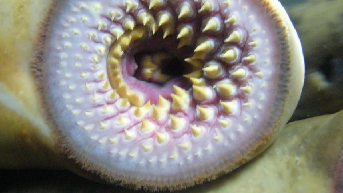 boca_de_lamprea_1_aquarium_finisterrae_98730800