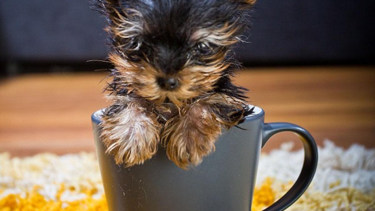 article_2227651_15d79ec0000005dc_313_634x607_38719800