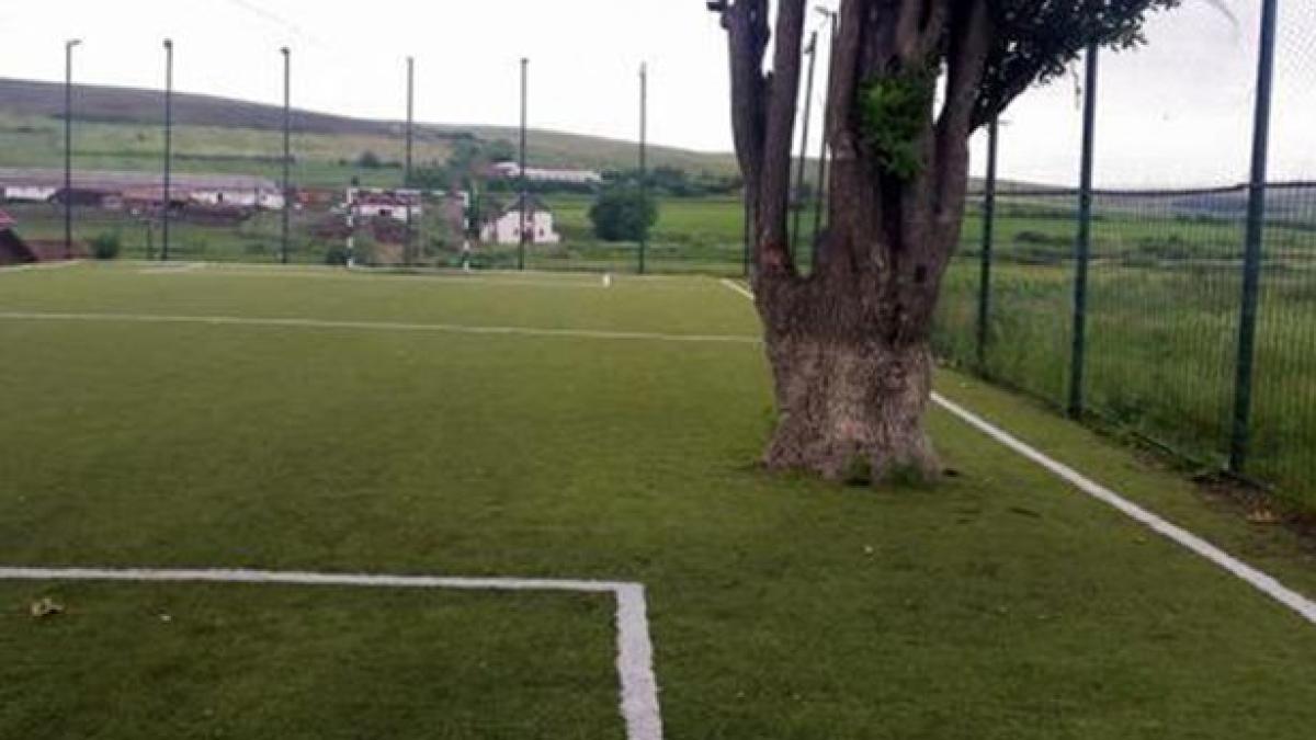 pay_tree_on_football_pitch_18577600