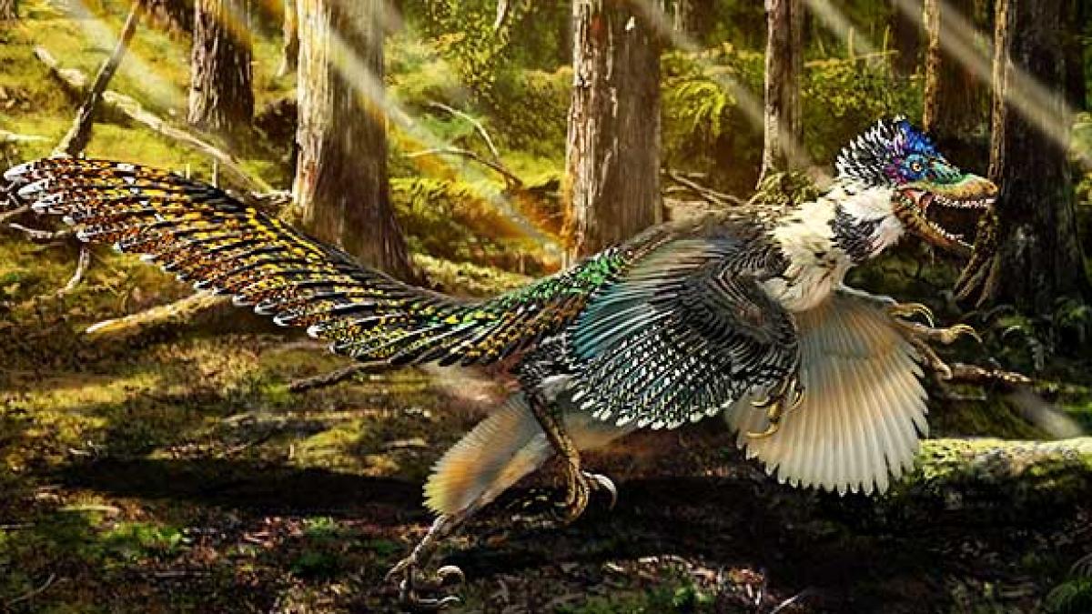 zhenyuanlong_suni_dinozaur_cu_pene_99268700