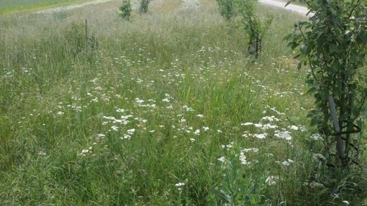 12986819_1_1000x700_vand_urgent_teren_intravilan_700_mp_ciugud_alba_iulia_alba_iulia_85944100