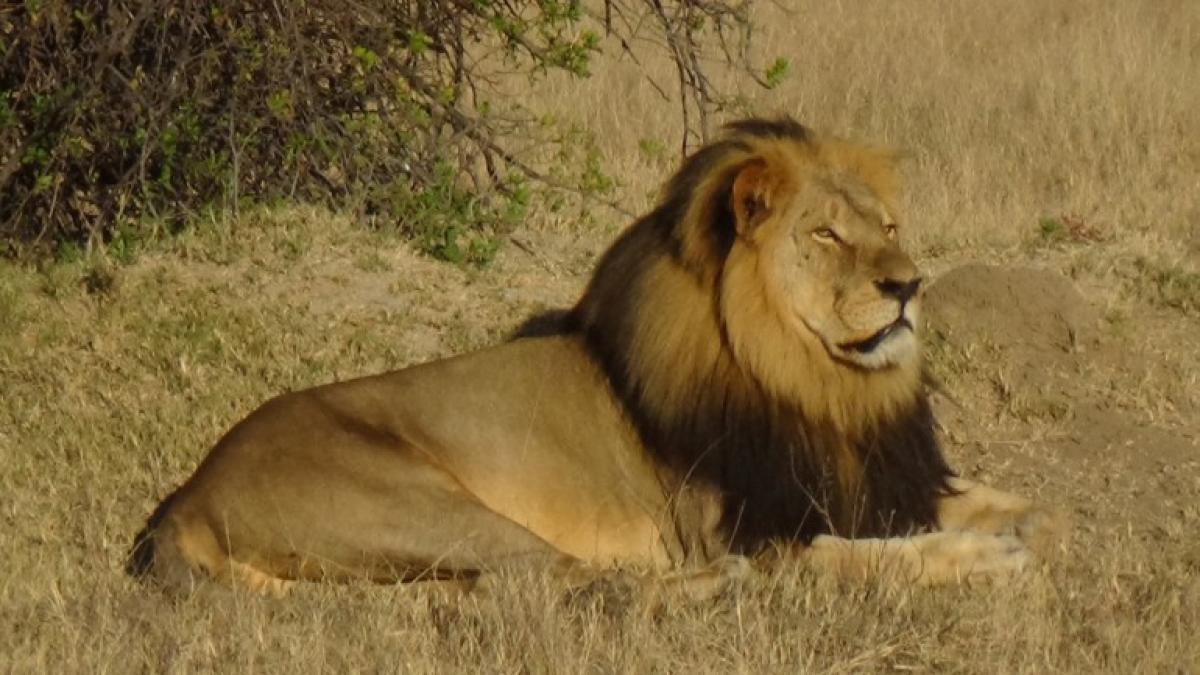 cecil_lion_02400600