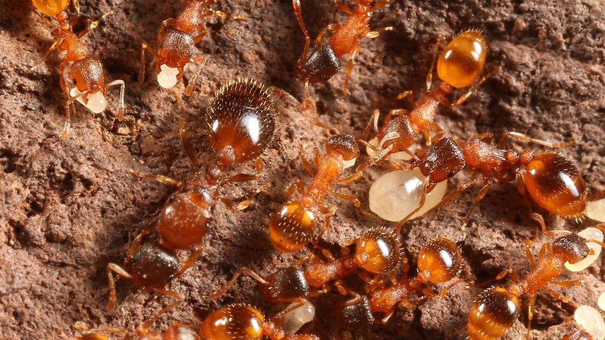 temnothorax_rugatulus_90207200