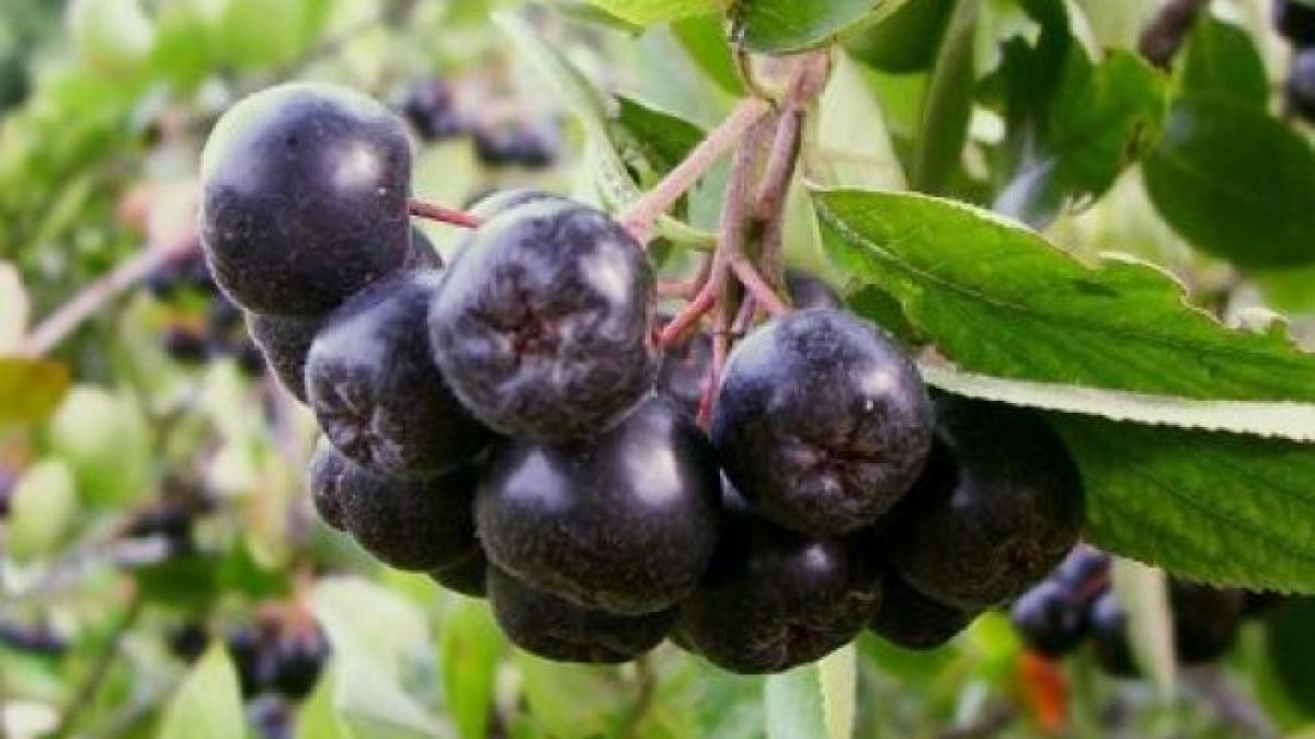 652x450_094697_aronia_un_arbust_fructifer_senzational_25885600