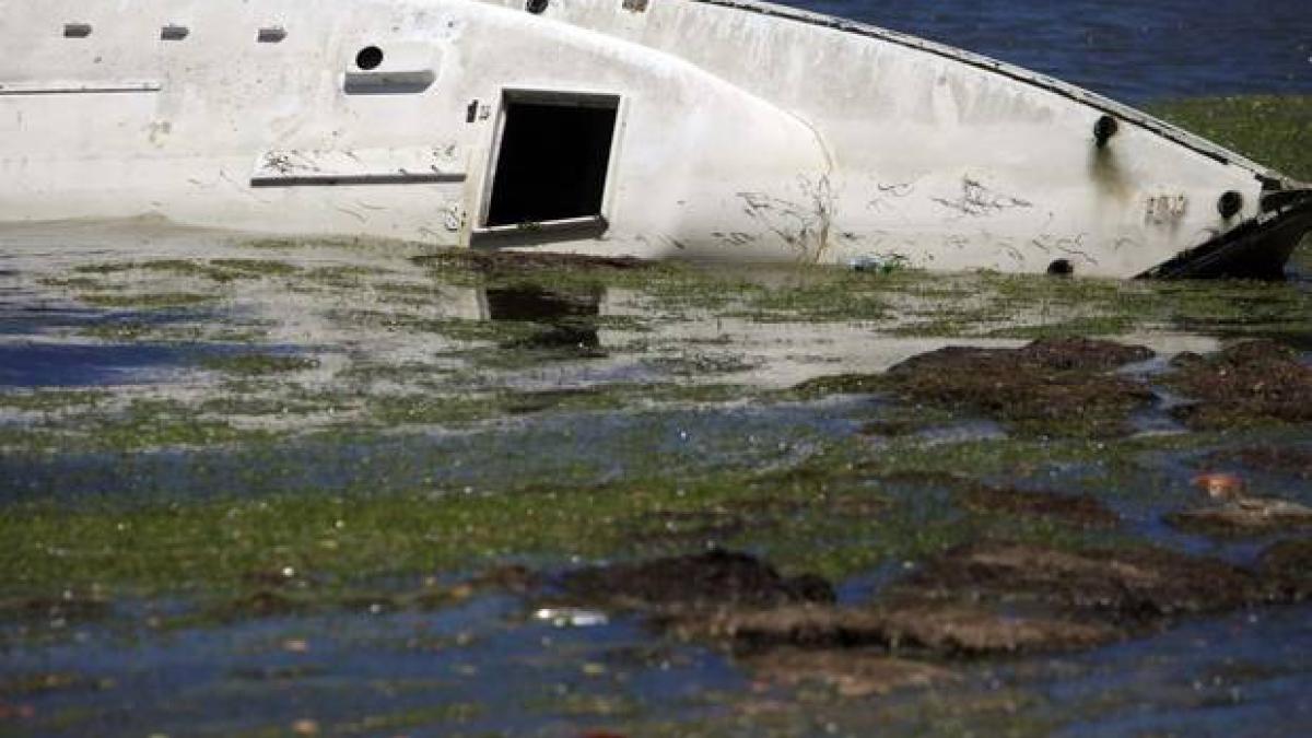 v2_seaweed1_81350300