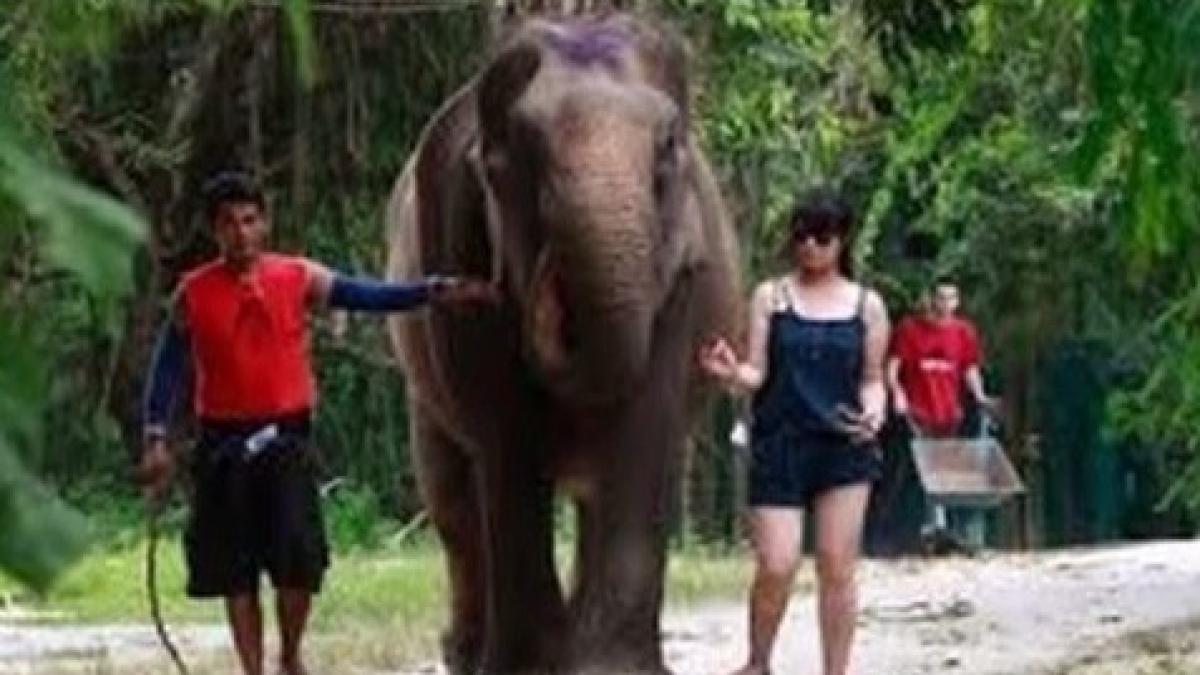 thailanda un elefant stresat i a ucis inso itorul i a fugit cu trei turi ti in jungla