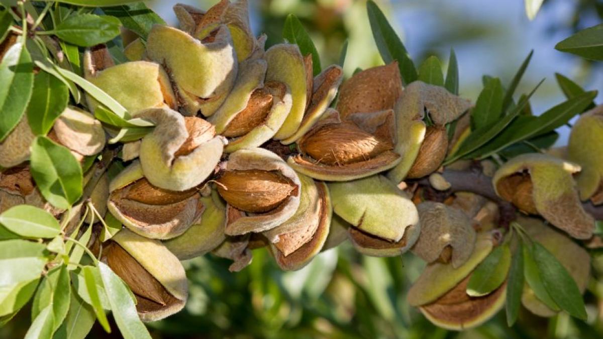 5_lucruri_pe_care_cu_siguranta_nu_le_stiai_despre_migdale_1_29703900