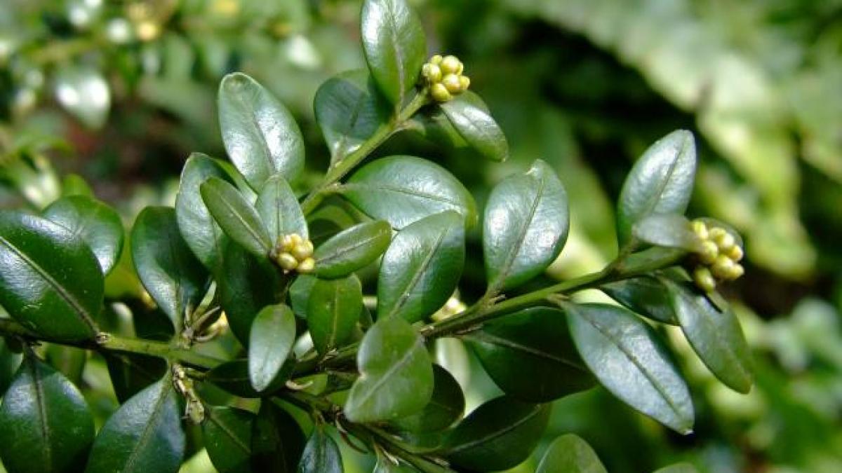 buxus_sempervirens_box_leaves_upperside_19_09_04_93156900