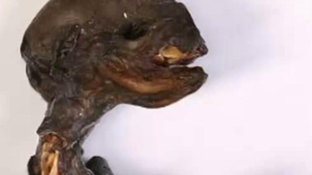 creatura_misteriosa1077_99283300