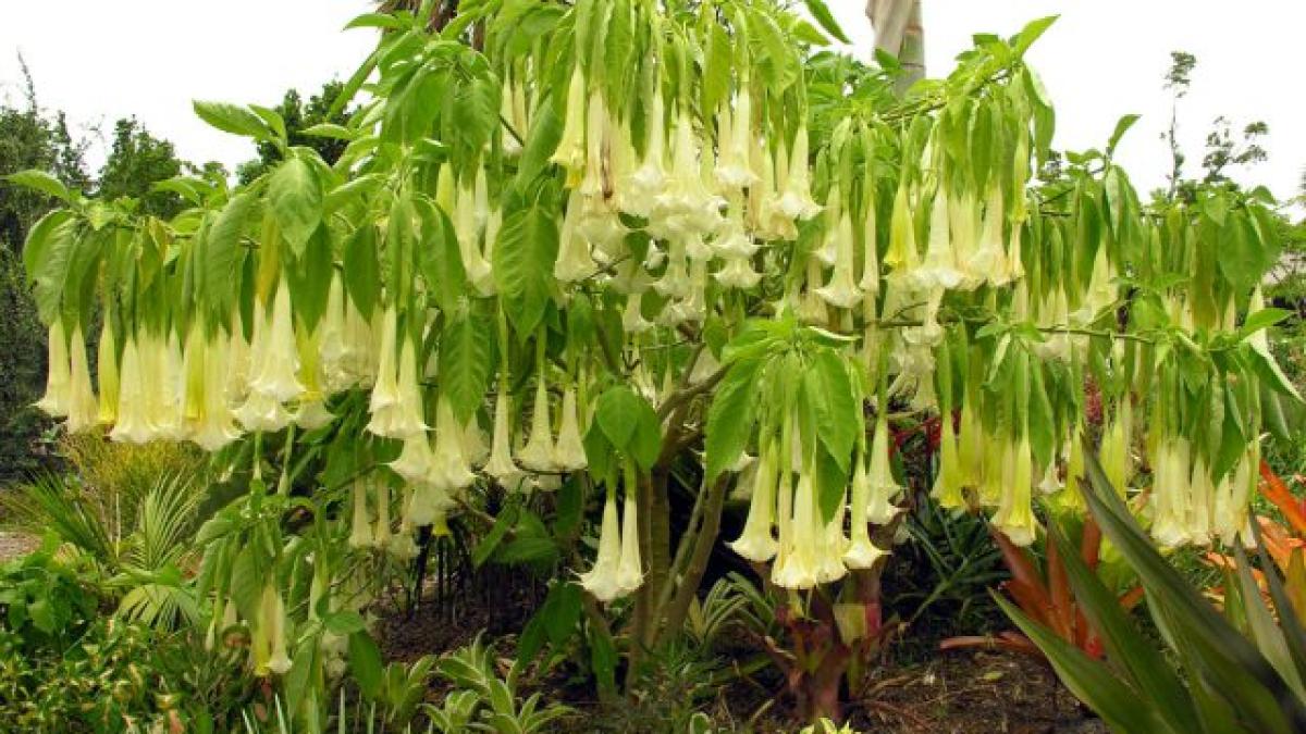 rasuflarea diavolului drogul care te transforma in zombie