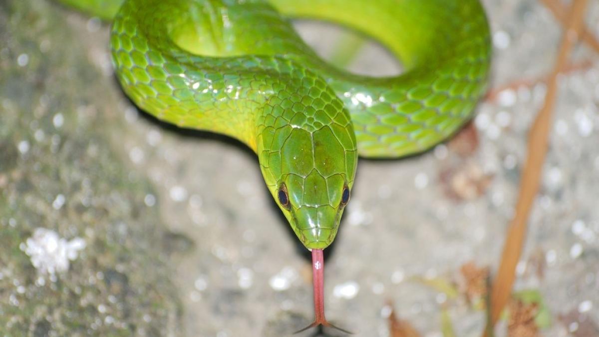 greater_green_snake081202_4_02777800