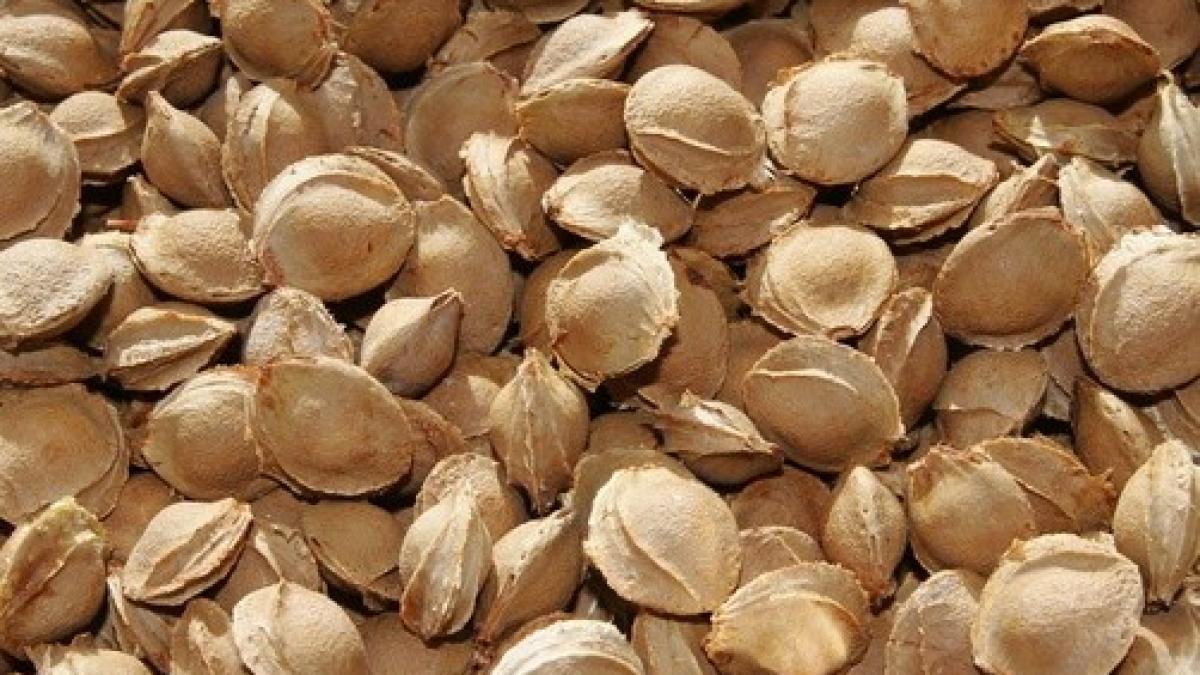 samburi_caise_71765600