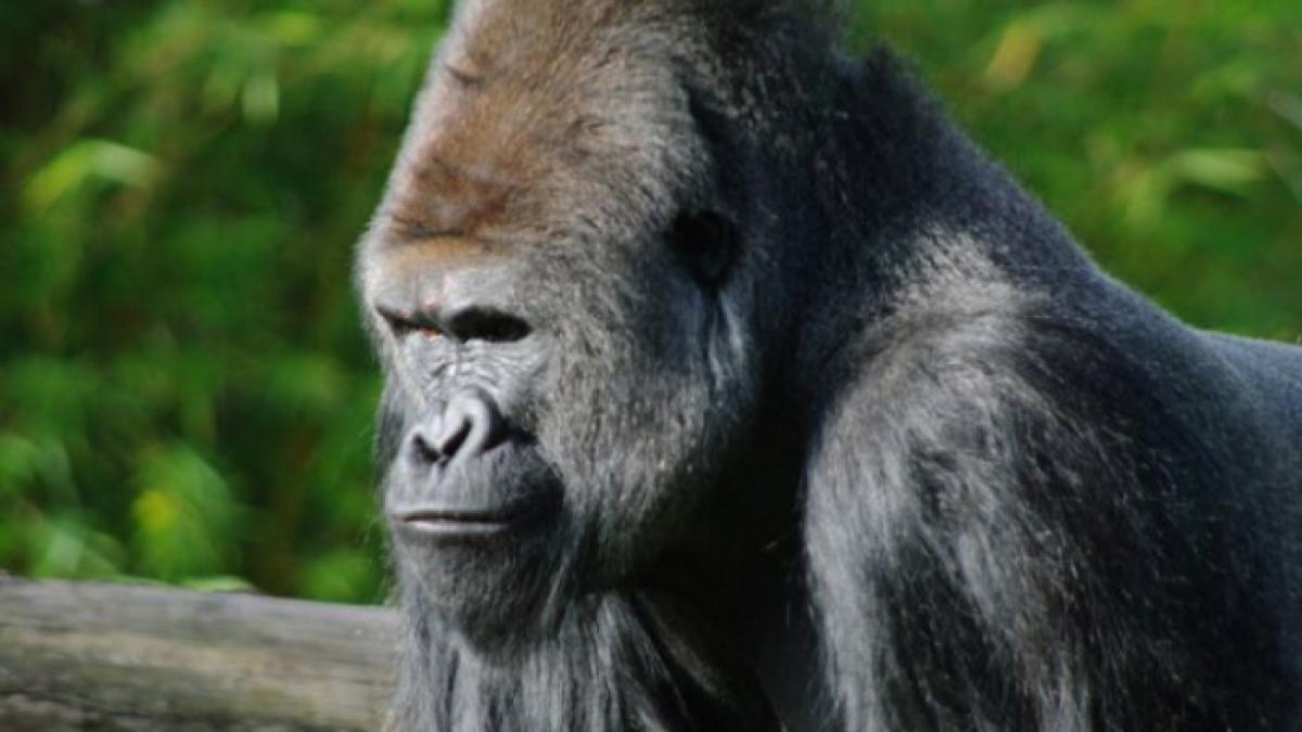 poza_zilei_reactia_unei_gorile_satula_sa_i_se_tot_faca_poze__la_zoo__a_facut_o_in_vazul_tuturor_1437225022_69068200