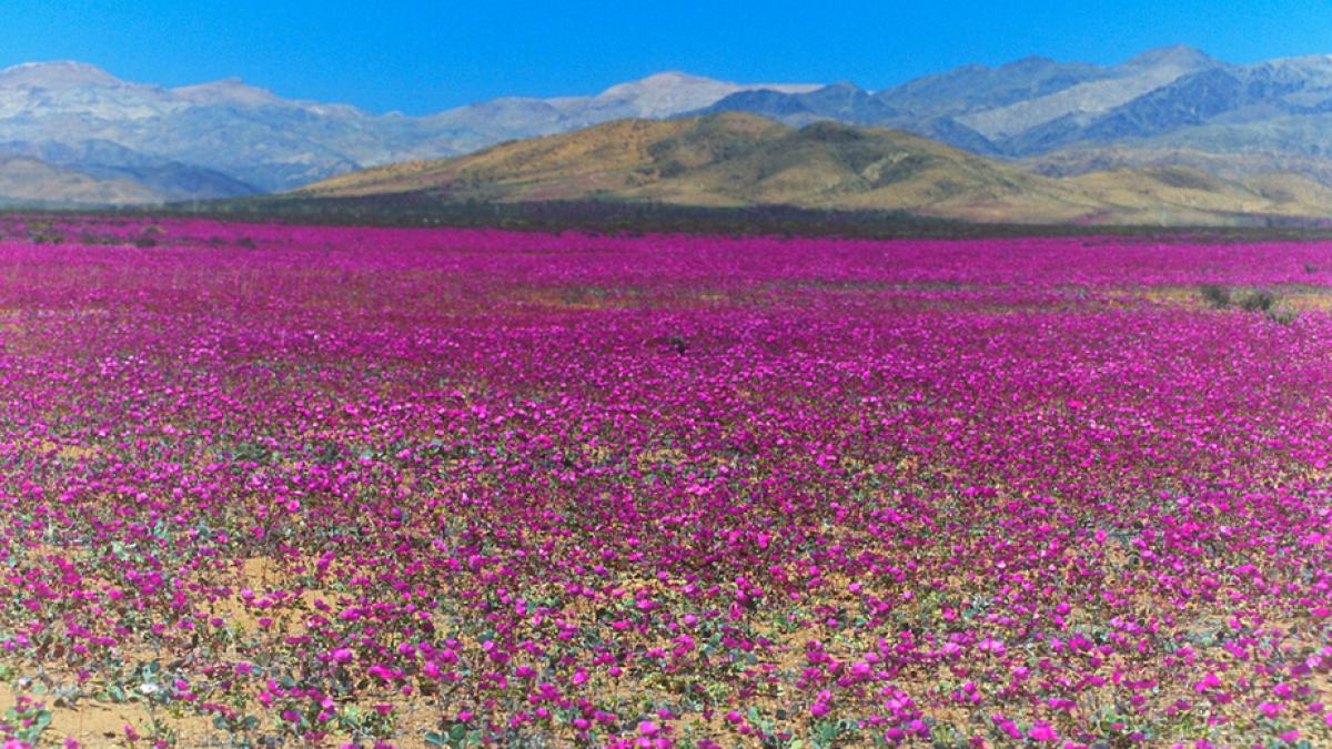 minune naturala in de ertul chilian atacama covor de flori roz pentru a doua oara in 2015