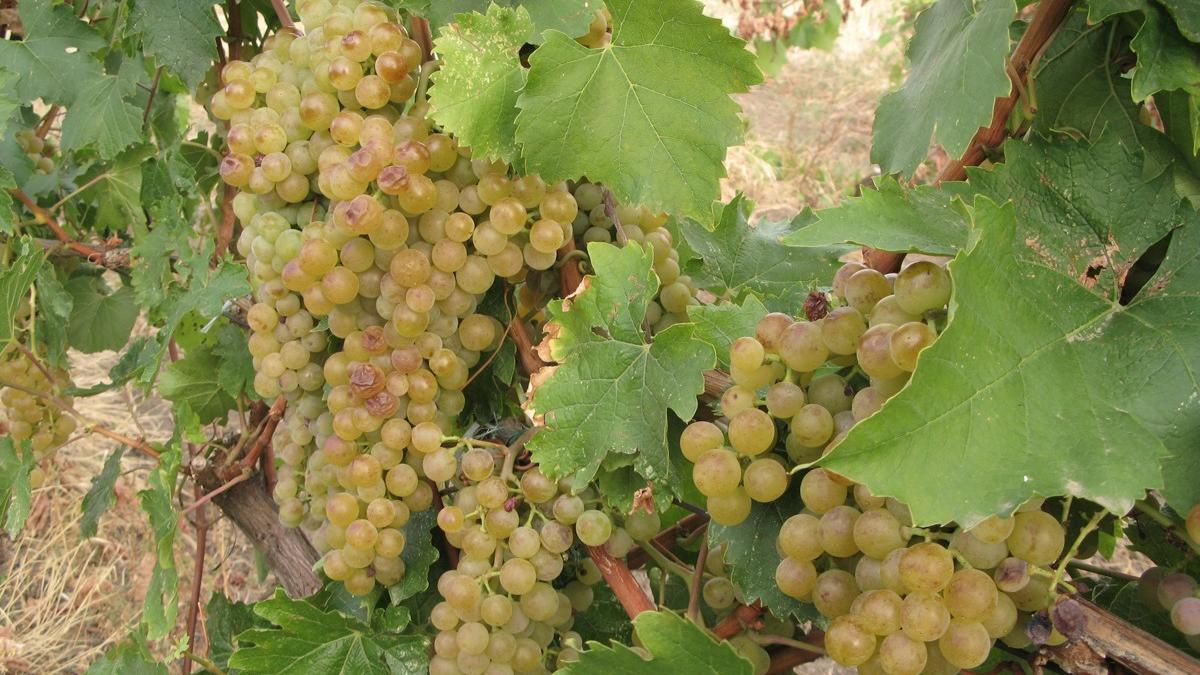 tamaioasa_romaneasca_94678200