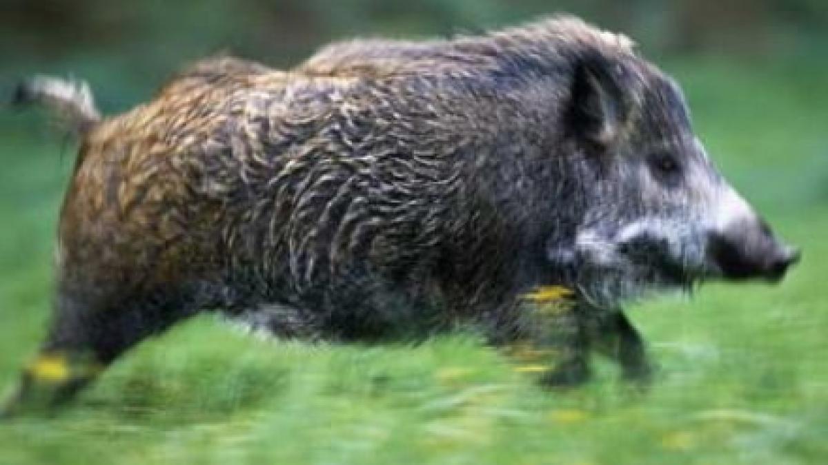 porci_mistreti_43844500