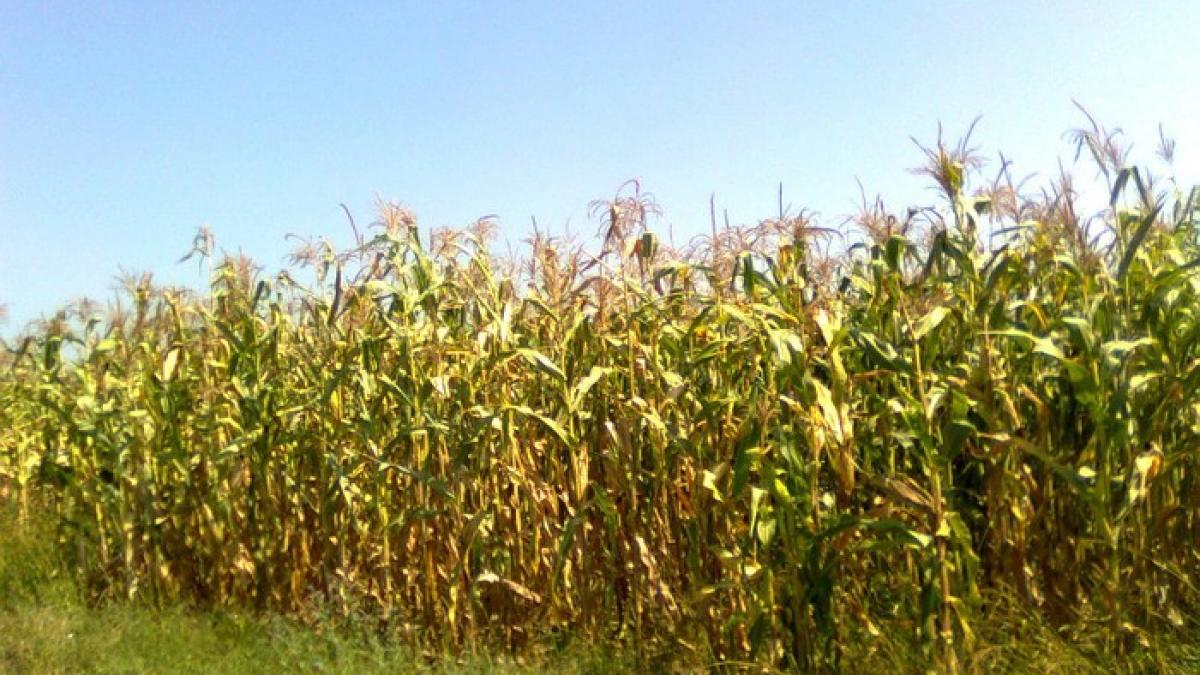 lan_de_porumb_63827900