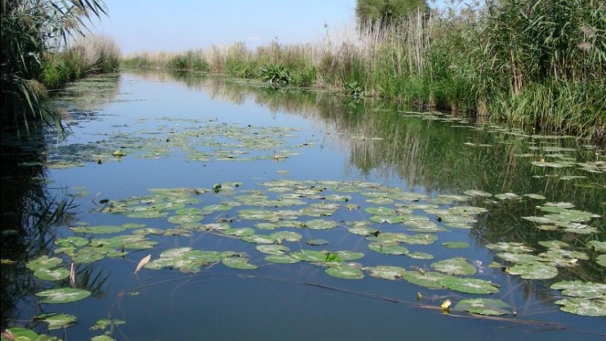 c3aen_anul_1905_la_cefa_s_a_amenajat_prima_crescc483torie_de_crap_din_romc3a2nia2_52366000