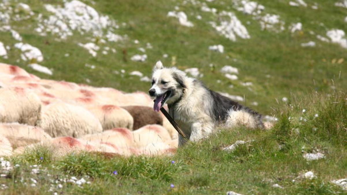 caini_stana_37605600