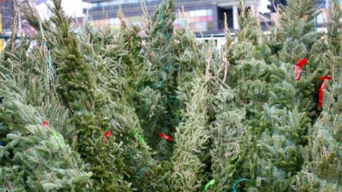 brazi_piata_52081000