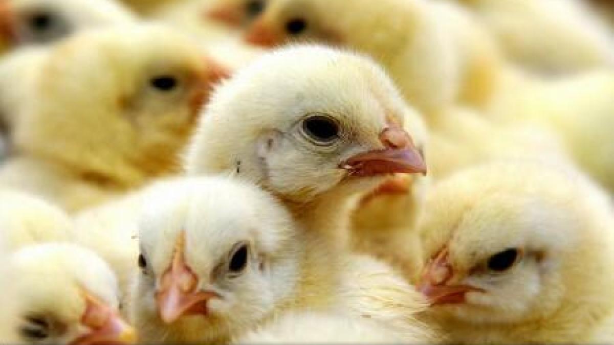 gripa_aviara_27447100