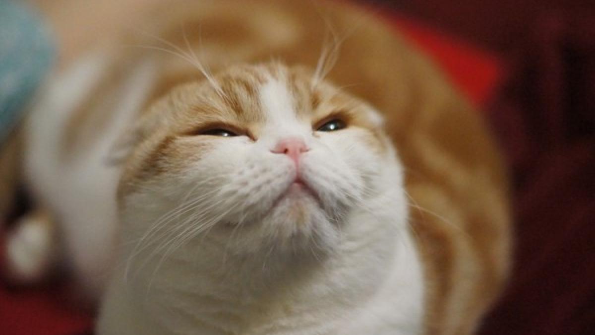 waffles_scottish_fold_5_56821000