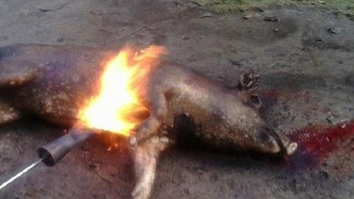 taierea_porcului_98288000