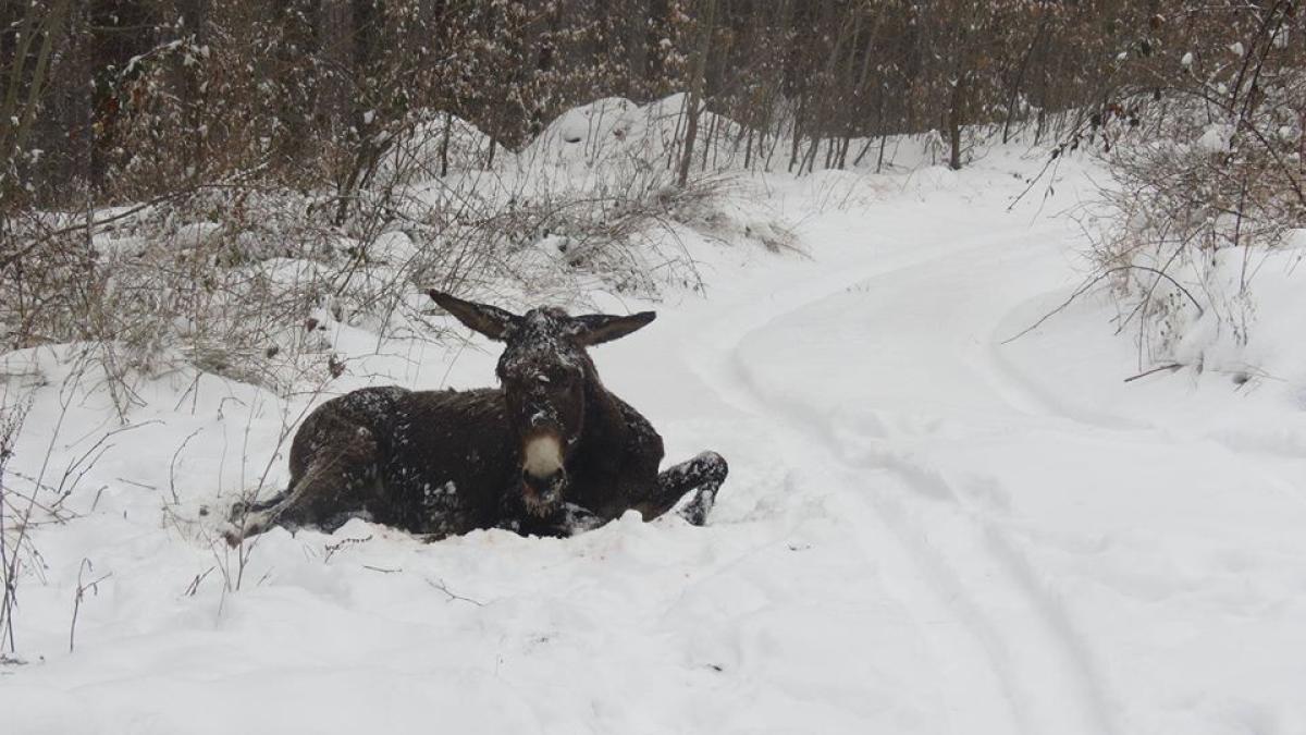 magaru insangerat caz cutremurator care i a ocat pe romani video
