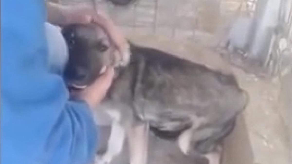 sfa ietor reac ia unui caine maltratat din romania cand a fost mangaiat video