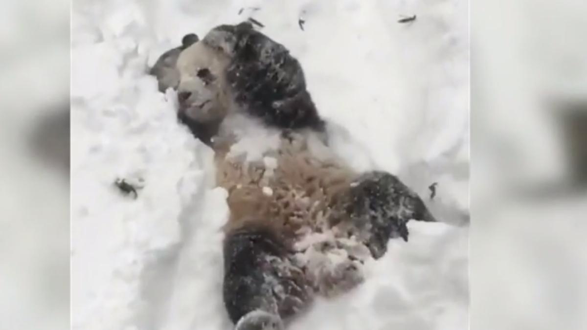 urs panda distrac ie pe cinste in zapada video